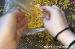桂花怎么處理后可以食用，5個步驟處理桂花(不要晾曬而是用吹風機)