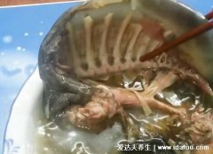 甲魚湯怎么做好喝又營養，清湯甲魚滋補簡單做法視頻(附殺甲魚的方法)