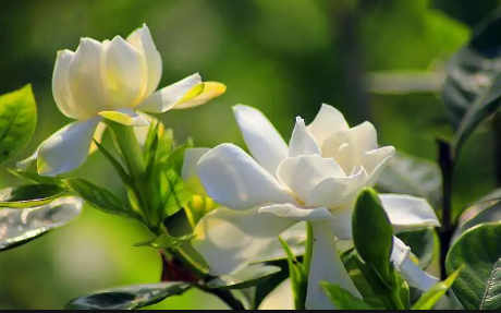 梔子花半個月沒澆水蔫了怎樣補救3
