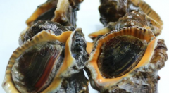 大海螺需要吐沙子嗎
