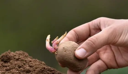 土豆發芽了把芽去掉還能吃嗎2