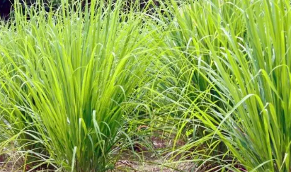 蚊香泡水加花露水能驅蚊嗎4